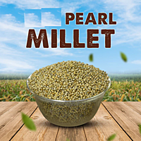 Kambu Pearl Millet 1 Kg Kambu Pearl Millet 1 Kg